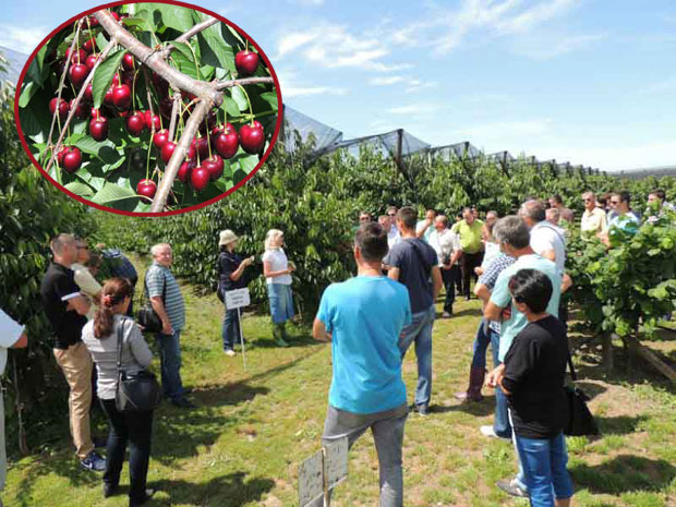 Трешња рађа добар профит